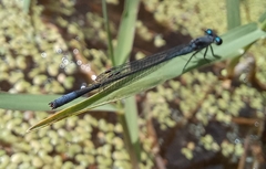 Pseudagrion salisburyense