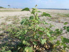 Xanthium strumarium canadense