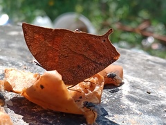 Fountainea eurypyle confusa