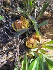 Protea laevis