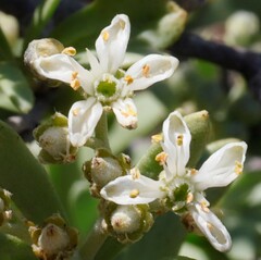 Nitraria billardierei