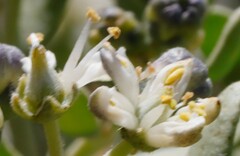 Nitraria billardierei