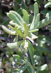 Nitraria billardierei