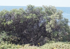 Nitraria billardierei