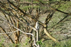 Chlorocebus pygerythrus