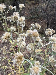 Pseudognaphalium macounii