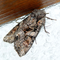 Lacanobia contigua