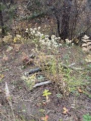 Pseudognaphalium macounii