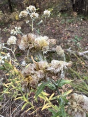 Pseudognaphalium macounii