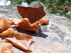 Fountainea eurypyle confusa