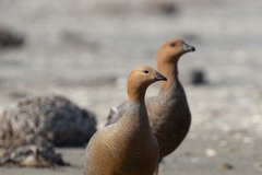 Chloephaga rubidiceps