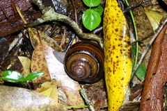 Sphaerospira fraseri