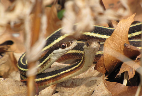Common Ribbon Snake