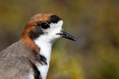 Charadrius falklandicus