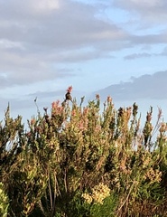 Anthobaphes violacea