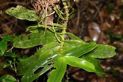 Peristeranthus hillii