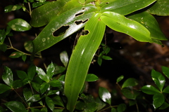Peristeranthus hillii