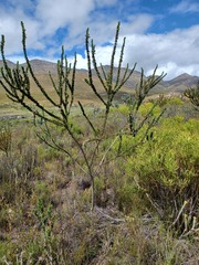 Aspalathus sceptrum-aureum