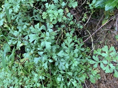 Artemisia capillaris