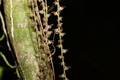 Peristeranthus hillii