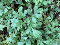 Artemisia capillaris