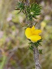 Aspalathus sceptrum-aureum