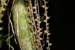 Peristeranthus hillii