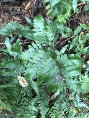 Diplazium taiwanense