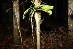 Peristeranthus hillii