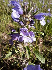 Dracocephalum olchonense