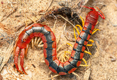 Scolopendra