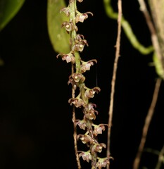 Peristeranthus hillii