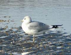 Larus canus