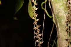 Peristeranthus hillii