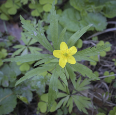Anemonoides ranunculoides