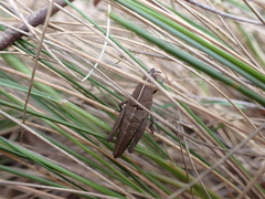 Goniaea australasiae