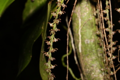 Peristeranthus hillii