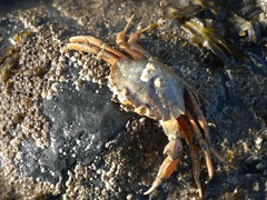 Carcinus maenas