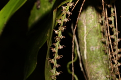 Peristeranthus hillii