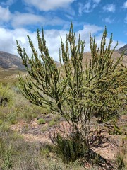 Aspalathus sceptrum-aureum