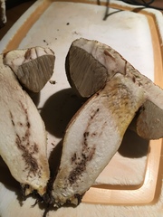 Leccinum rugosiceps image