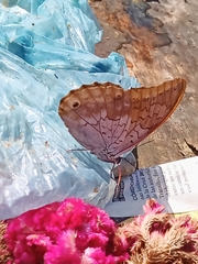 Prepona laertes octavia