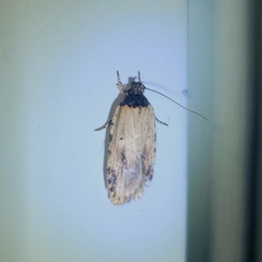 Agonopterix atrodorsella