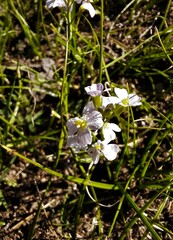Dontostemon integrifolius