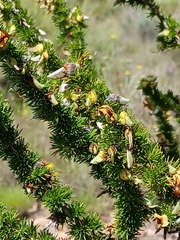 Aspalathus sceptrum-aureum