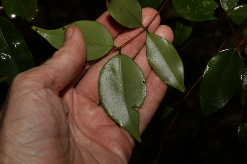 Image of Decaspermum humile by (c) Greg Tasney, some rights reserved (CC BY-SA)