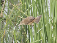 Acrocephalus orientalis