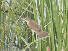 Acrocephalus orientalis