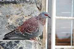 Columba guinea