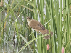 Acrocephalus orientalis